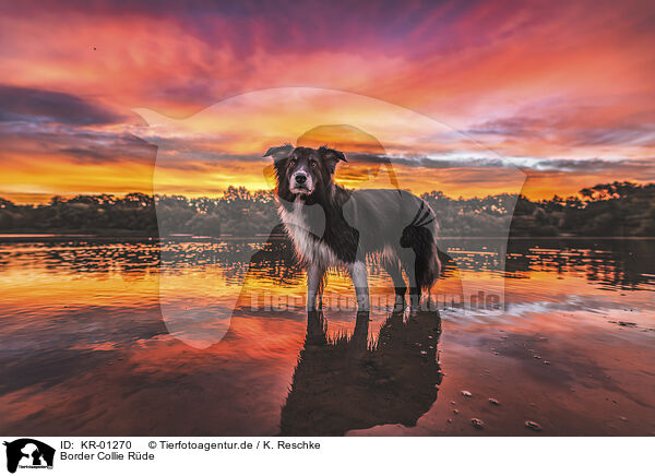 Border Collie Rde / KR-01270