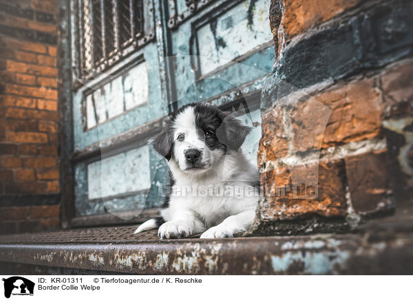 Border Collie Welpe / Border Collie Puppy / KR-01311