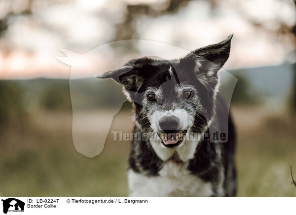 Border Collie / Border Collie / LB-02247