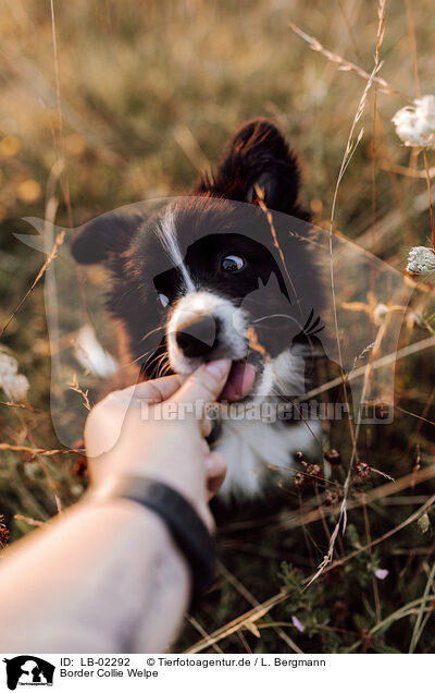 Border Collie Welpe / Border Collie Puppy / LB-02292