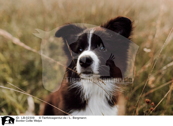 Border Collie Welpe / LB-02309