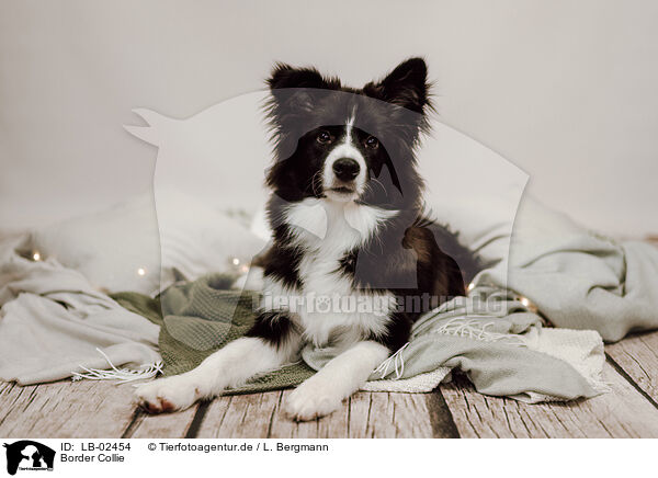 Border Collie / LB-02454