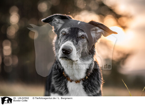 Border Collie / LB-02592