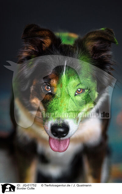 Border Collie / JQ-01752