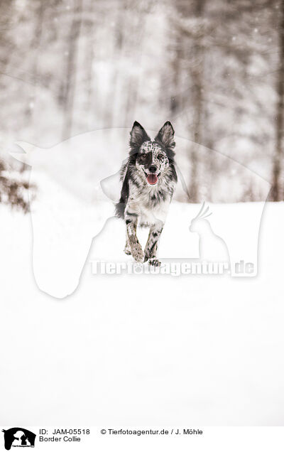 Border Collie / Border Collie / JAM-05518