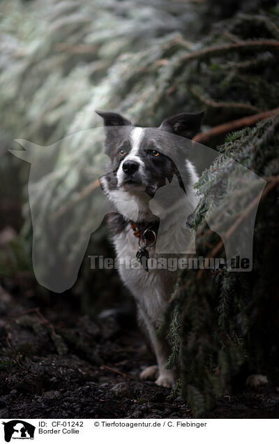 Border Collie / Border Collie / CF-01242