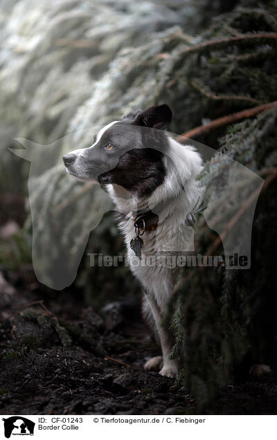 Border Collie / Border Collie / CF-01243