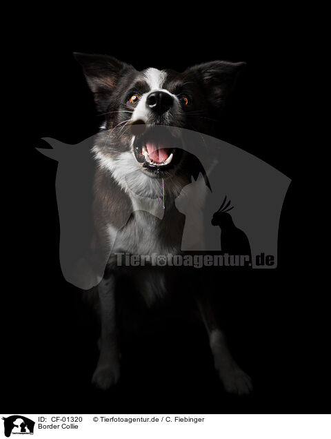 Border Collie / Border Collie / CF-01320