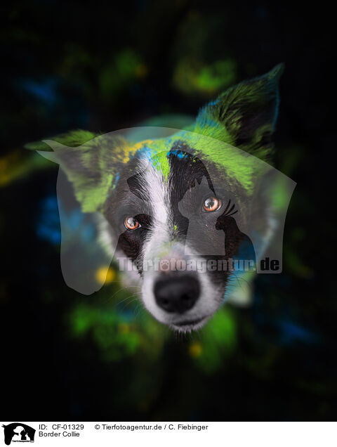Border Collie / CF-01329