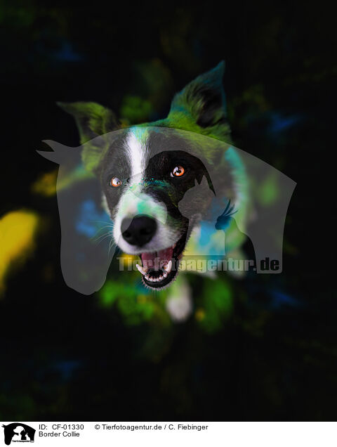 Border Collie / CF-01330