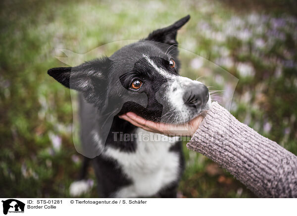 Border Collie / Border Collie / STS-01281