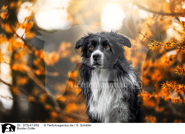 Border Collie / STS-01282