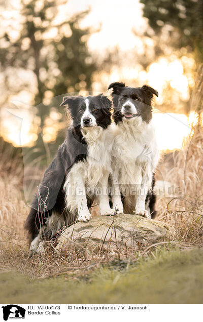 Border Collies / VJ-05473