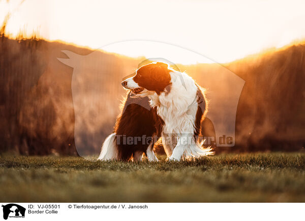 Border Collie / Border Collie / VJ-05501