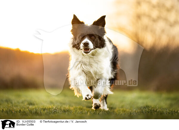 Border Collie / VJ-05503