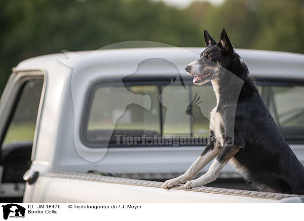 Border Collie / Border Collie / JM-18476