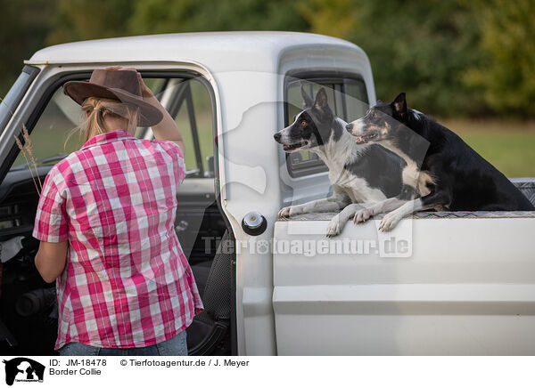 Border Collie / Border Collie / JM-18478