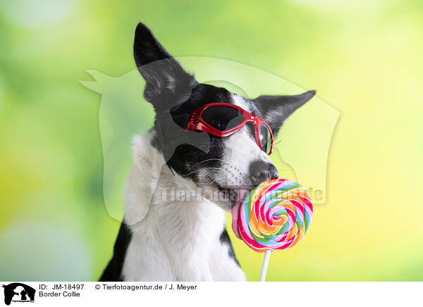 Border Collie / JM-18497