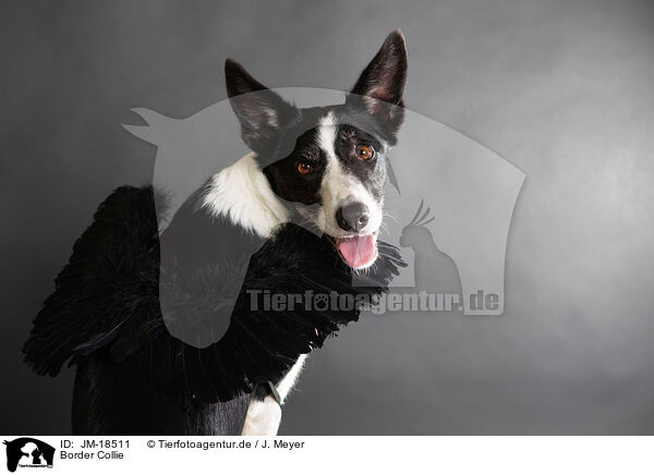 Border Collie / Border Collie / JM-18511