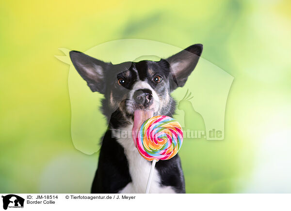 Border Collie / JM-18514