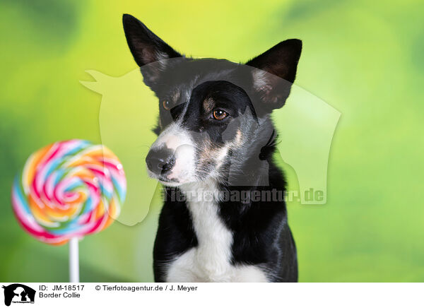 Border Collie / Border Collie / JM-18517
