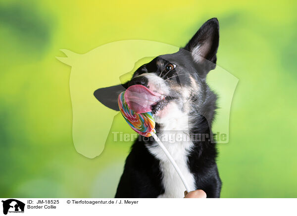 Border Collie / Border Collie / JM-18525