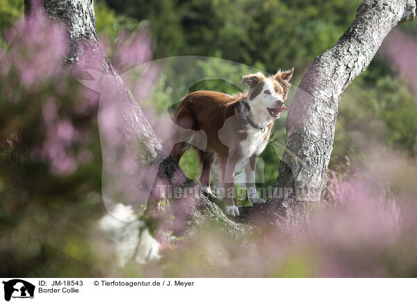Border Collie / Border Collie / JM-18543