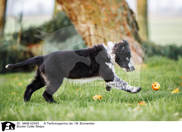 Border Collie Welpe / Border Collie Puppy / MAB-02565