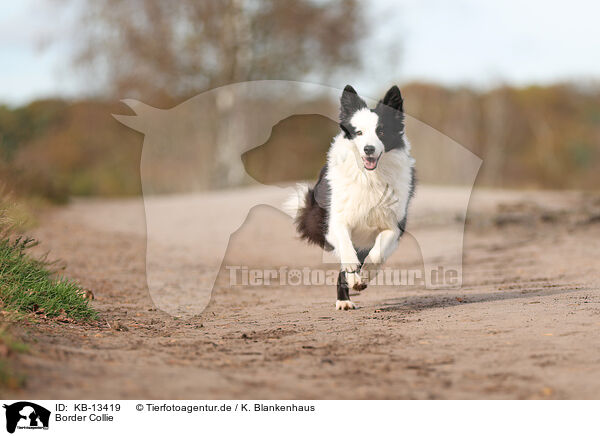 Border Collie / Border Collie / KB-13419