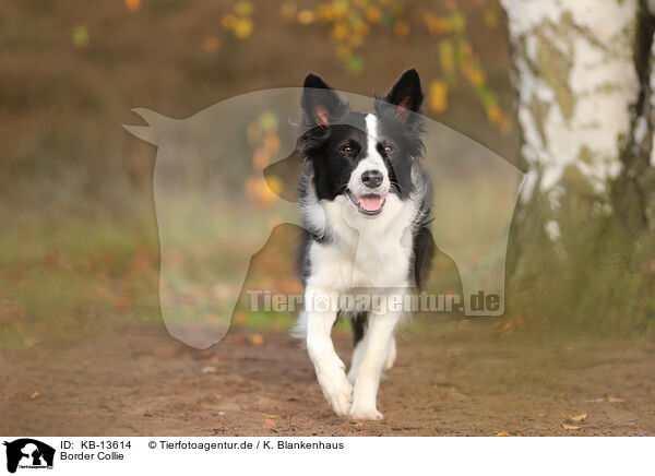 Border Collie / Border Collie / KB-13614