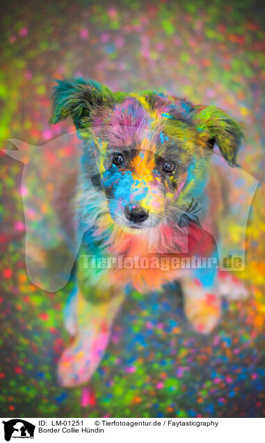 Border Collie Hndin / LM-01251