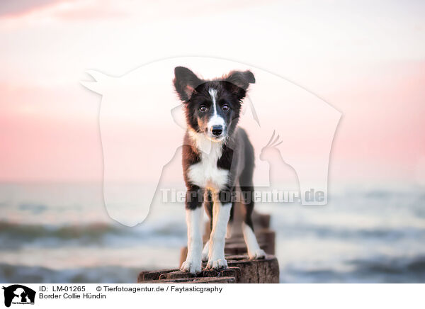 Border Collie Hndin / LM-01265