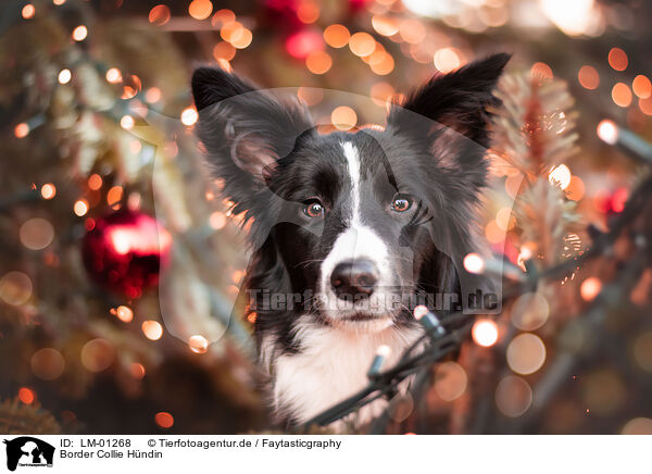 Border Collie Hndin / female Border Collie / LM-01268