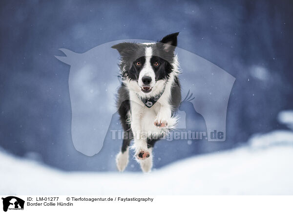 Border Collie Hndin / female Border Collie / LM-01277