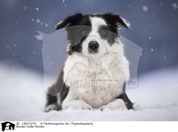 Border Collie Hndin / female Border Collie / LM-01279