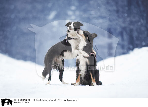 Border Collies / LM-01399