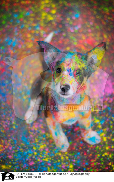 Border Collie Welpe / LM-01568