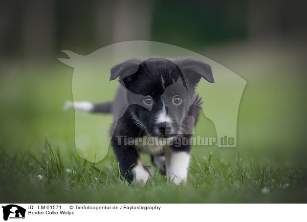 Border Collie Welpe / LM-01571