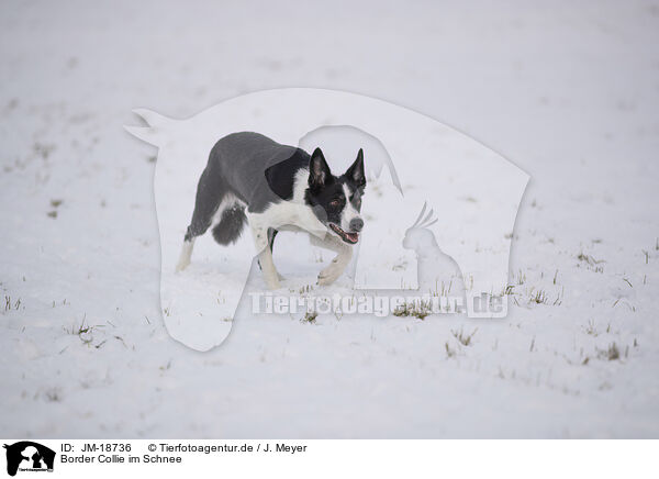 Border Collie im Schnee / Border Collie in snow / JM-18736