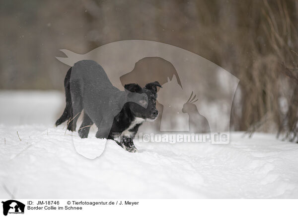 Border Collie im Schnee / Border Collie in snow / JM-18746