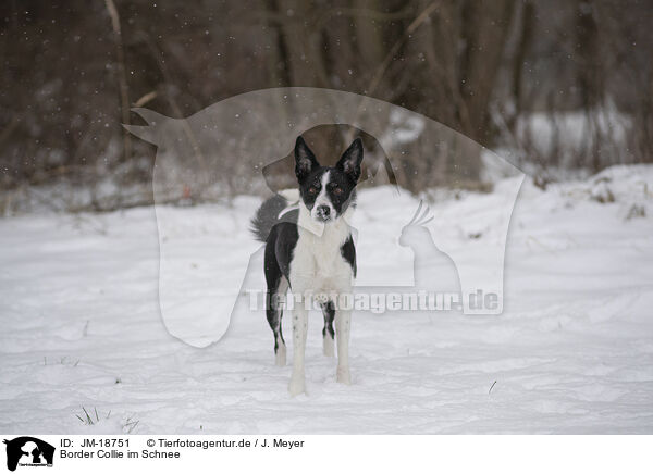 Border Collie im Schnee / Border Collie in snow / JM-18751