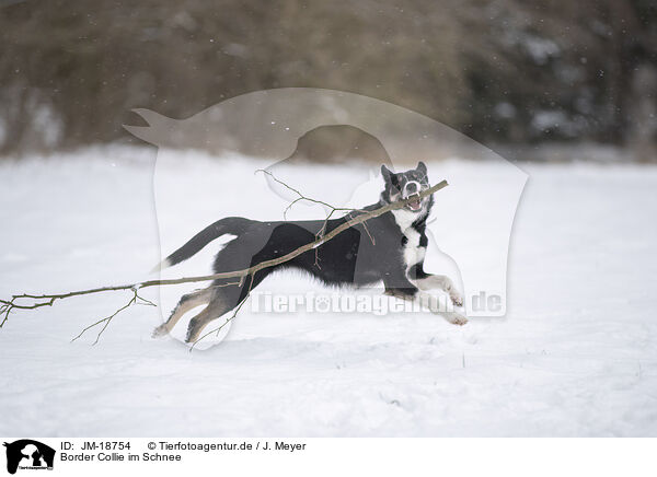 Border Collie im Schnee / Border Collie in snow / JM-18754