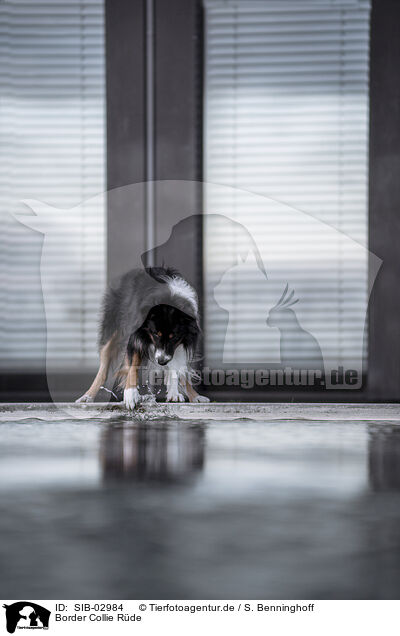 Border Collie Rde / SIB-02984