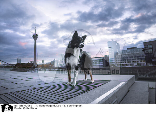 Border Collie Rde / male Border Collie / SIB-02985