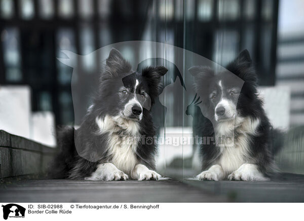 Border Collie Rde / male Border Collie / SIB-02988