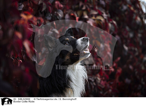 Border Collie Rde / male Border Collie / SIB-02999