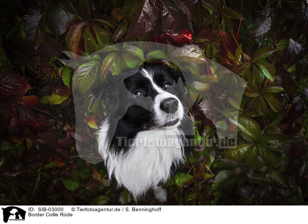 Border Collie Rde / male Border Collie / SIB-03000