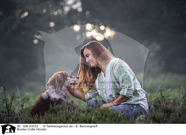 Border Collie Hndin / SIB-03032