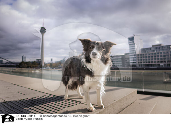 Border Collie Hndin / female Border Collie / SIB-03041