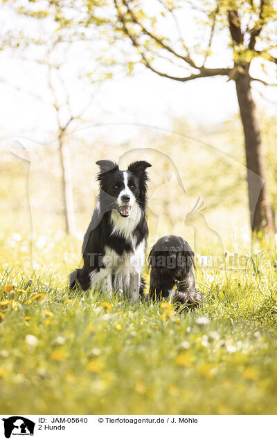 2 Hunde / JAM-05640